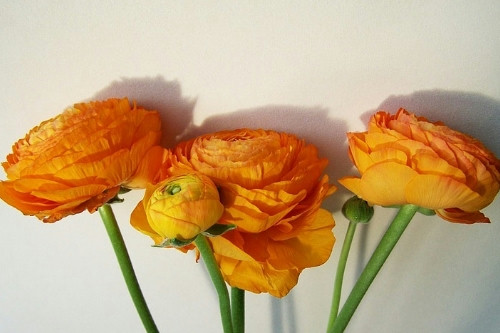 花卉采購APP開發(fā)的功能及其優(yōu)勢(圖3) 花卉采購APP開發(fā)的功能及其優(yōu)勢(圖3)