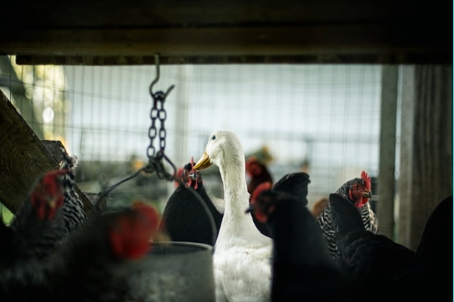 關(guān)于家禽養(yǎng)殖APP開(kāi)發(fā)的特點(diǎn)(圖1) 關(guān)于家禽養(yǎng)殖APP開(kāi)發(fā)的特點(diǎn)(圖1)