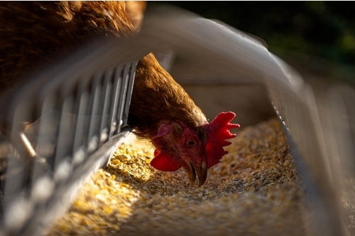 關(guān)于家禽養(yǎng)殖APP開(kāi)發(fā)的特點(diǎn)(圖2) 關(guān)于家禽養(yǎng)殖APP開(kāi)發(fā)的特點(diǎn)(圖2)