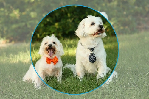 寵物醫療APP開發可行性分析(圖1) 寵物醫療APP開發可行性分析(圖1)