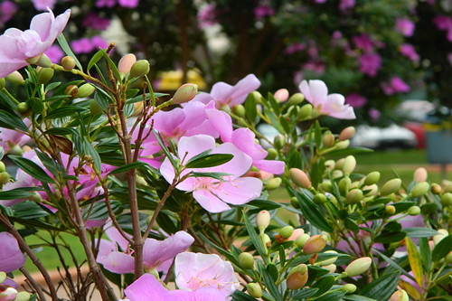 德州花卉園藝種植小程序開發功能模塊(圖2) 德州花卉園藝種植小程序開發功能模塊(圖2)
